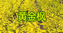 黄金枫